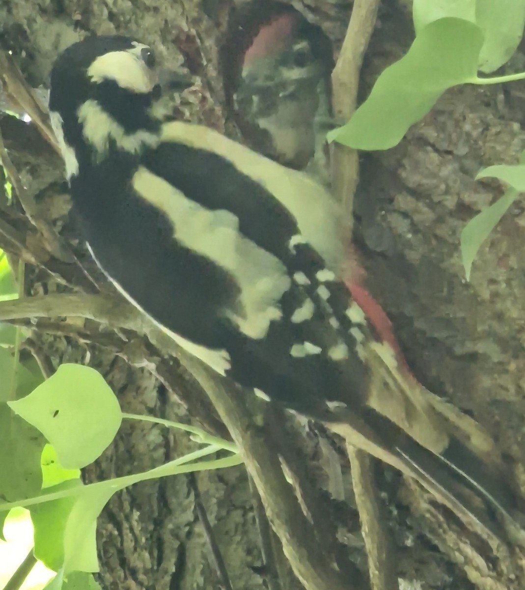 Great Spotted Woodpecker - ML620448261