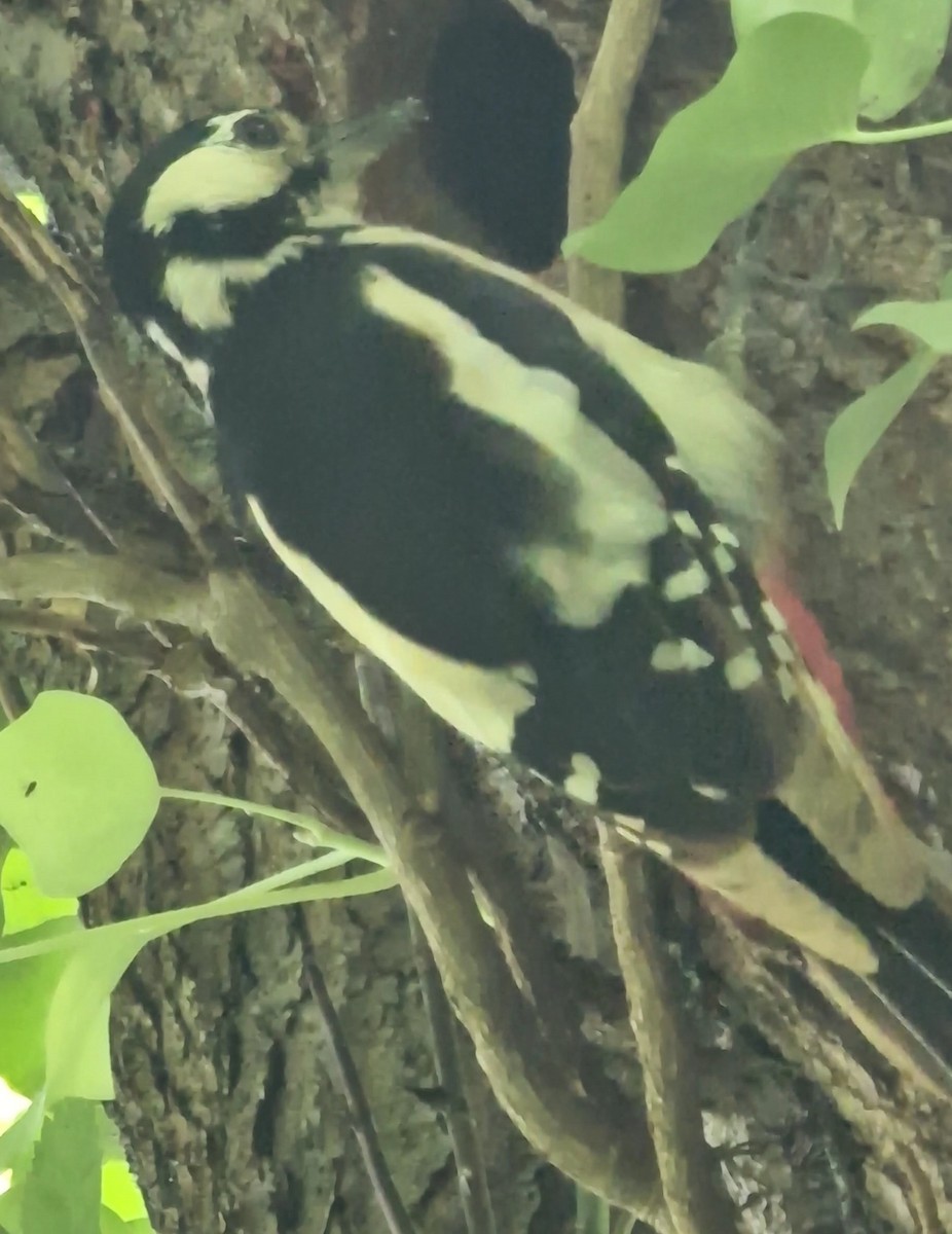Great Spotted Woodpecker - ML620448262