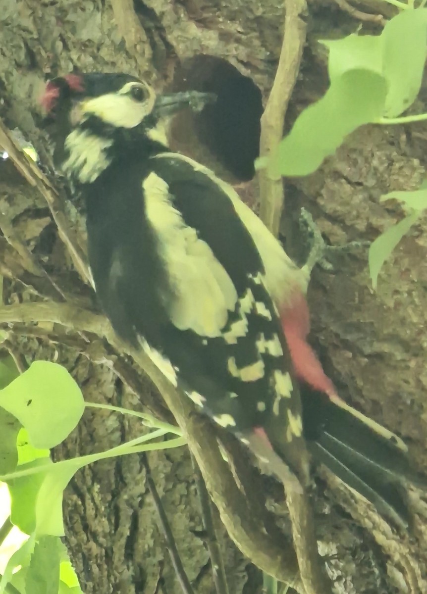 Great Spotted Woodpecker - ML620448263