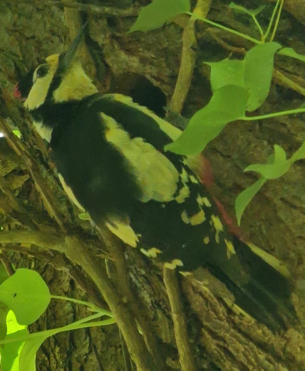 Great Spotted Woodpecker - ML620448264