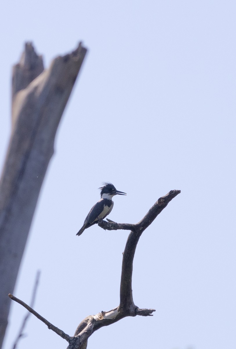 Belted Kingfisher - ML620448265