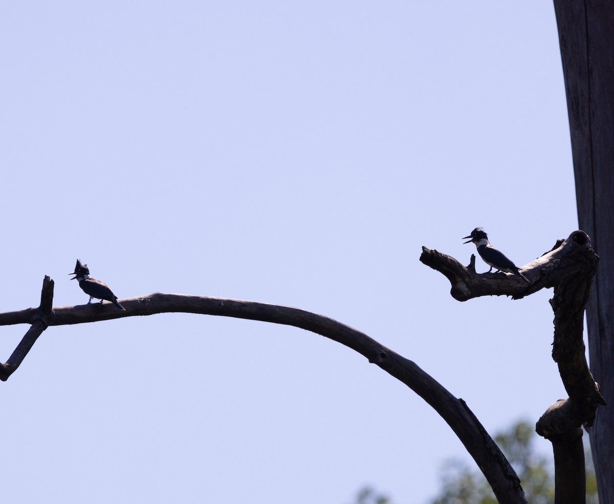 Belted Kingfisher - ML620448267