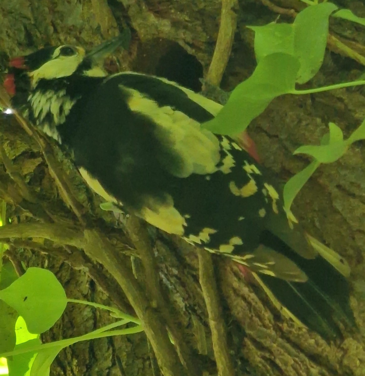 Great Spotted Woodpecker - ML620448268