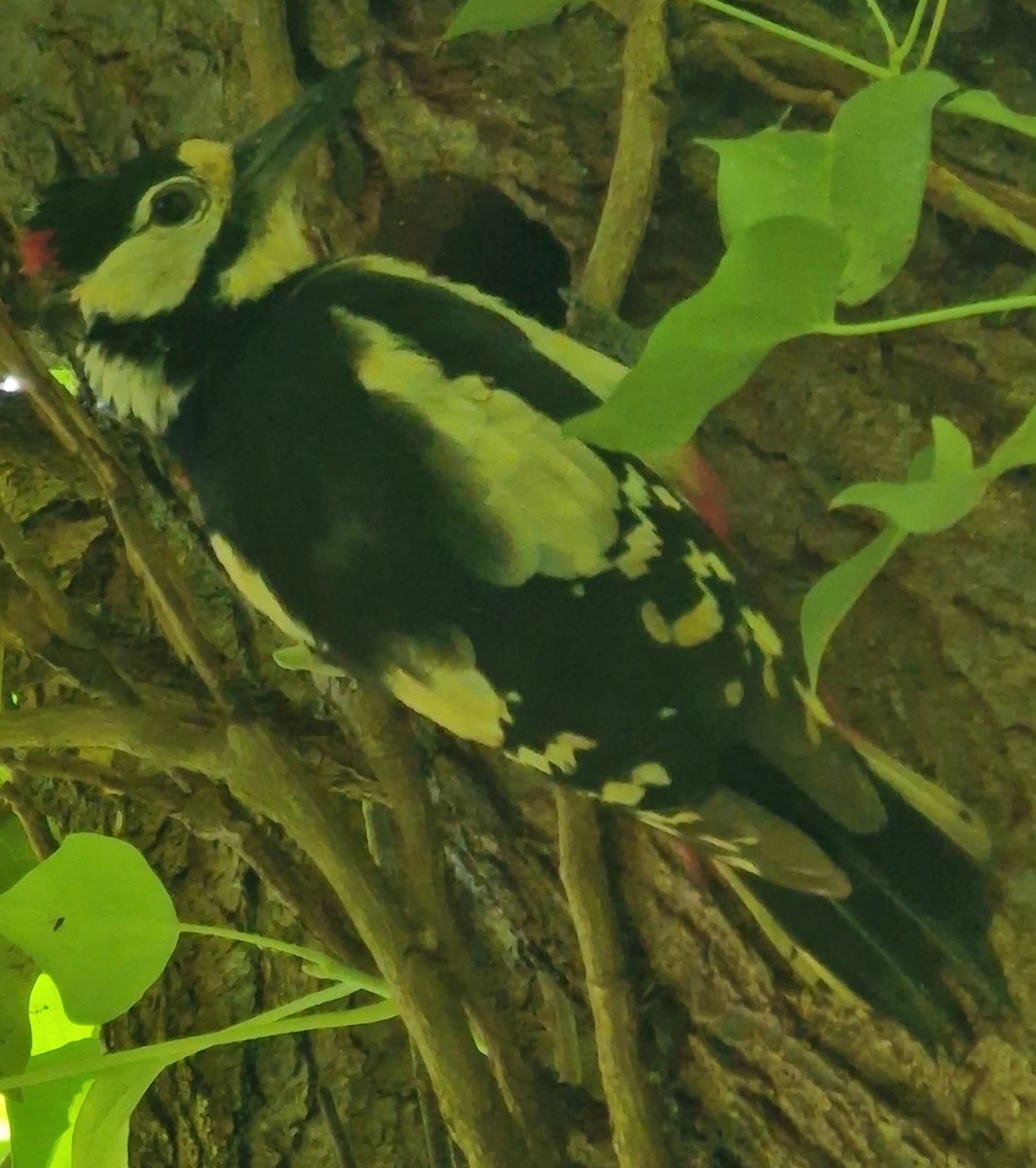 Great Spotted Woodpecker - ML620448269