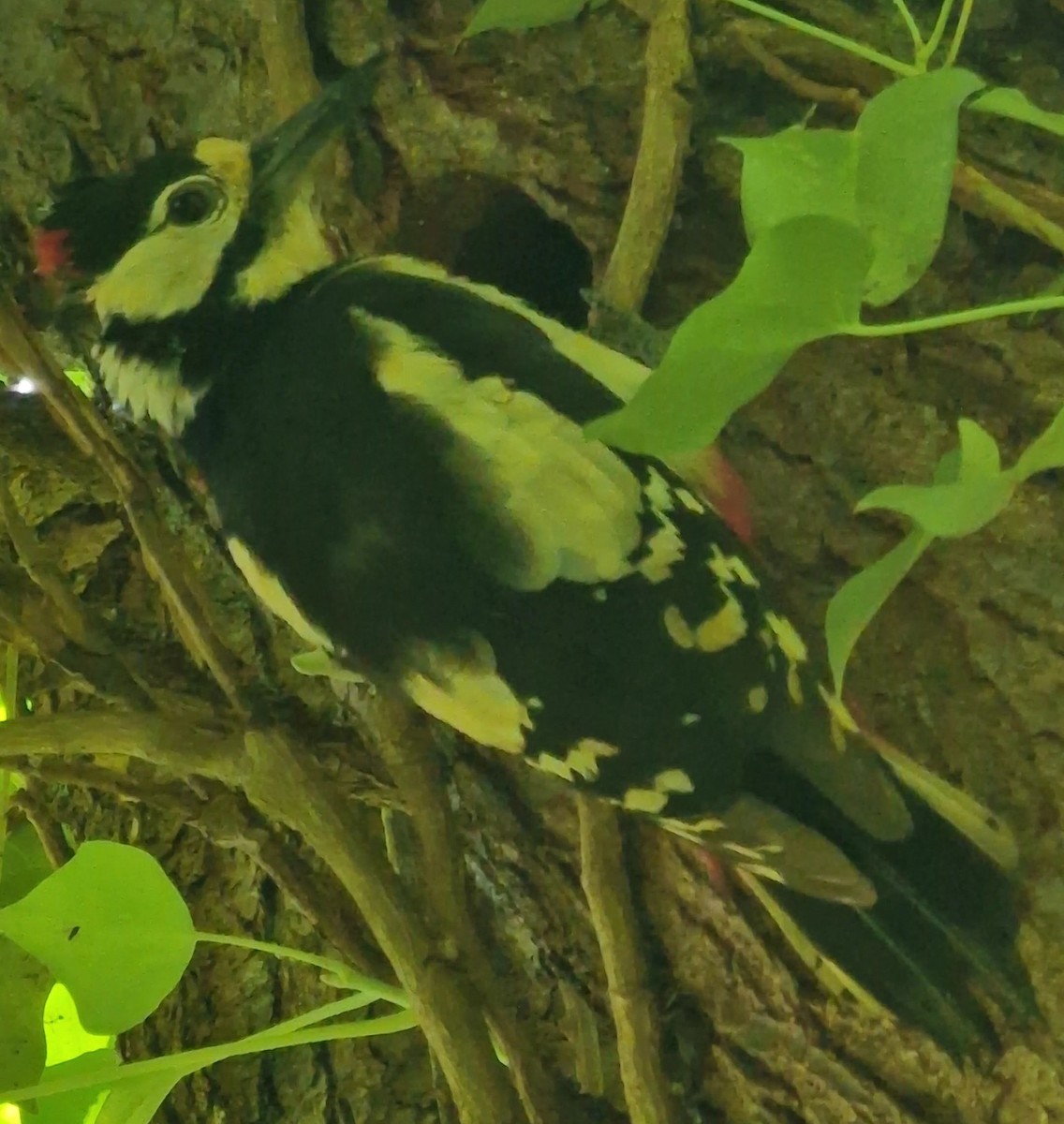 Great Spotted Woodpecker - ML620448270