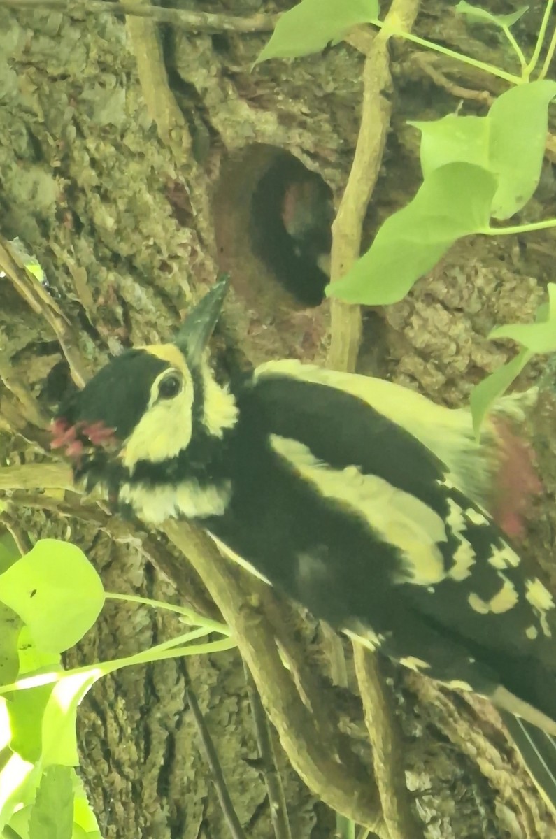 Great Spotted Woodpecker - ML620448271