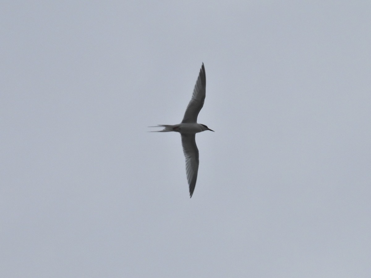 Roseate Tern - ML620448275