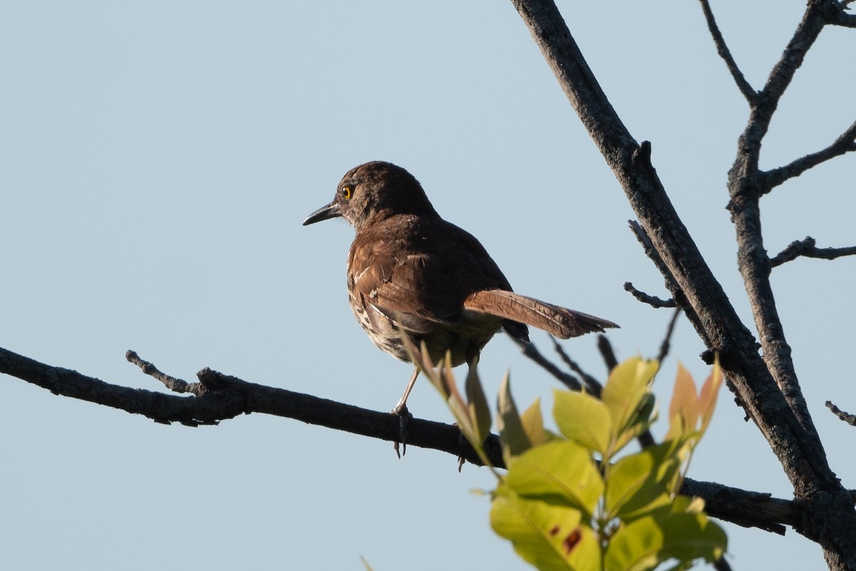 Brown Thrasher - ML620448281