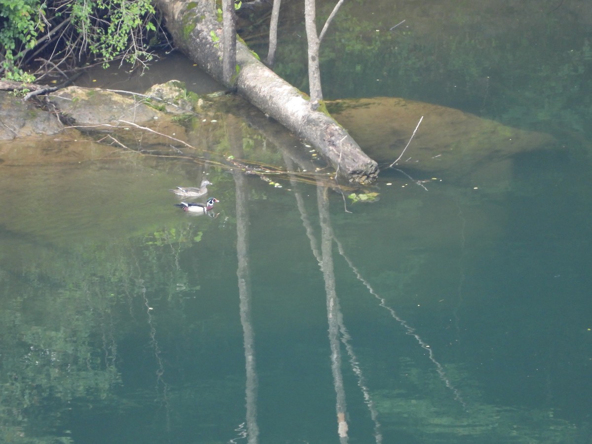 Wood Duck - ML620448287