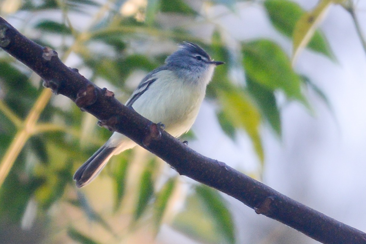 White-crested Tyrannulet - ML620448289