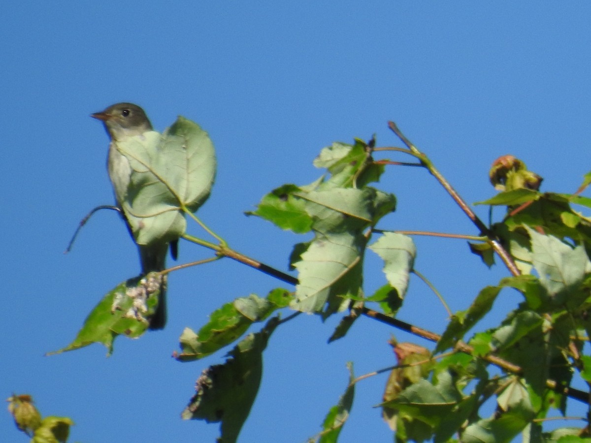 Alder Flycatcher - ML620448290