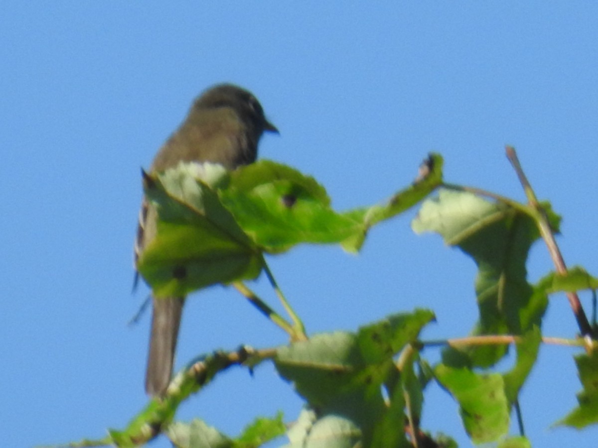 Alder Flycatcher - ML620448291