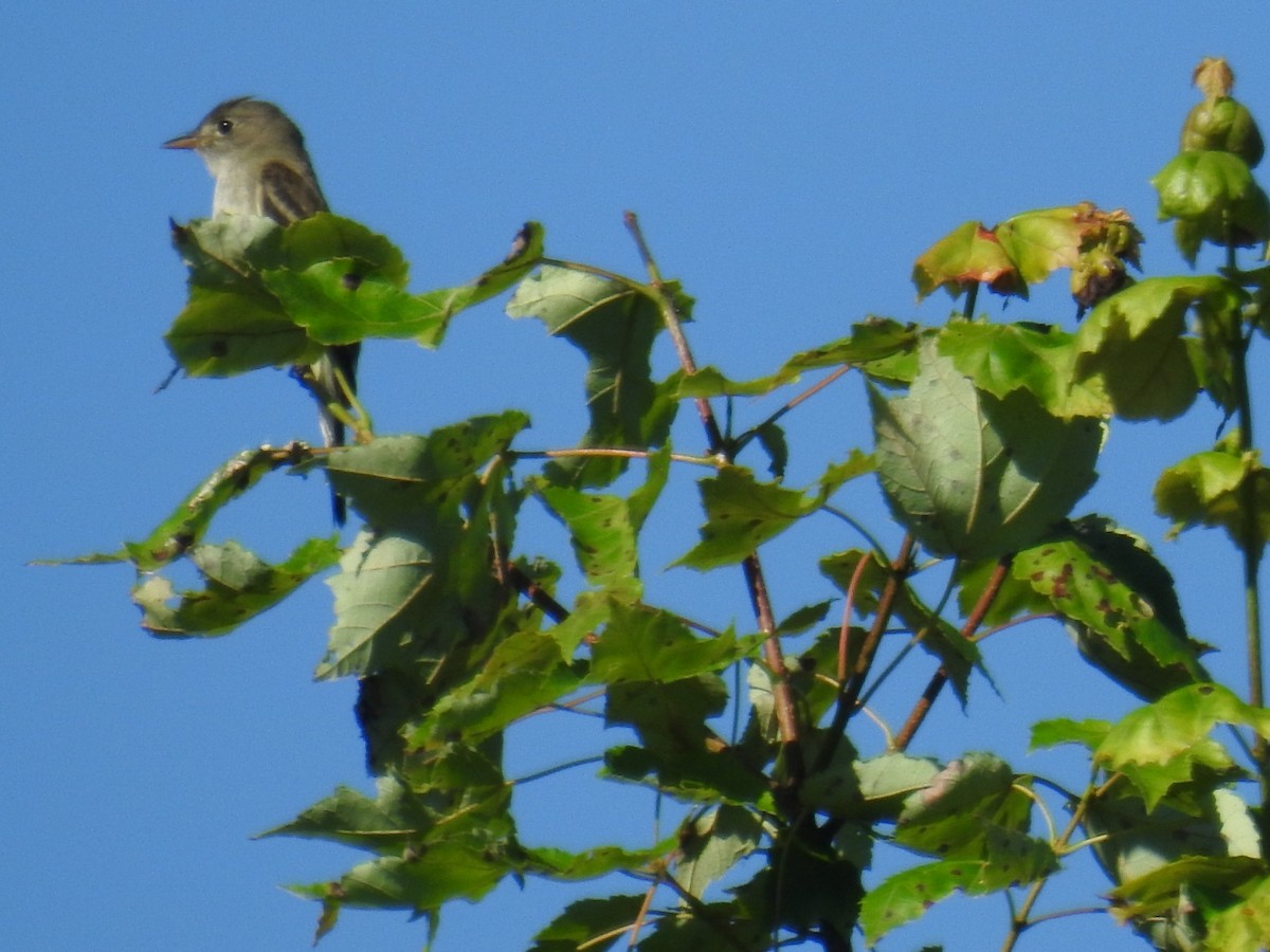 Alder Flycatcher - ML620448293