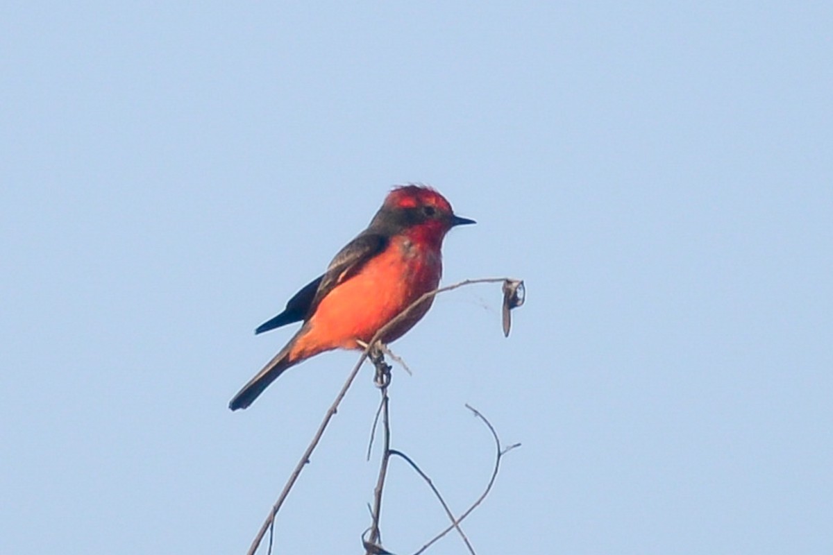 Vermilion Flycatcher - vincent bosson