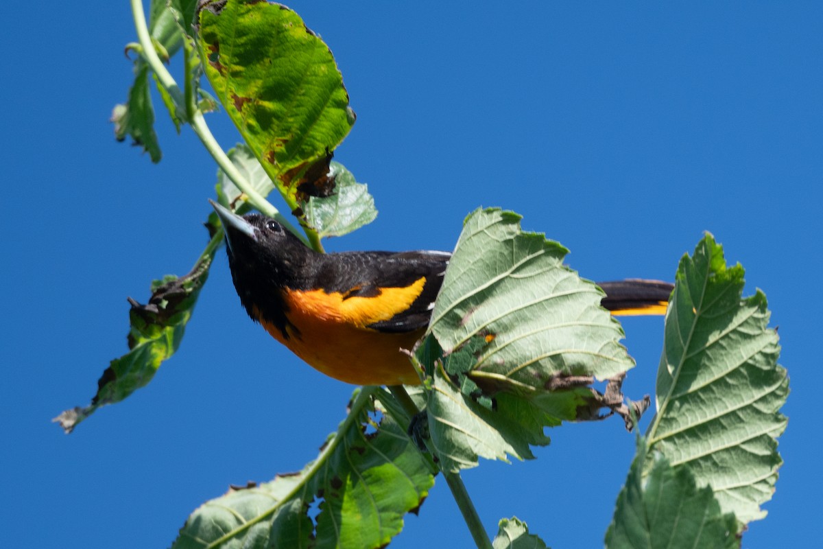 Baltimore Oriole - ML620448302