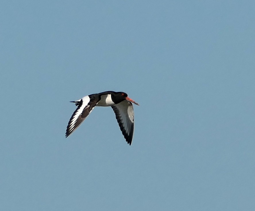 Eurasian Oystercatcher - ML620448303