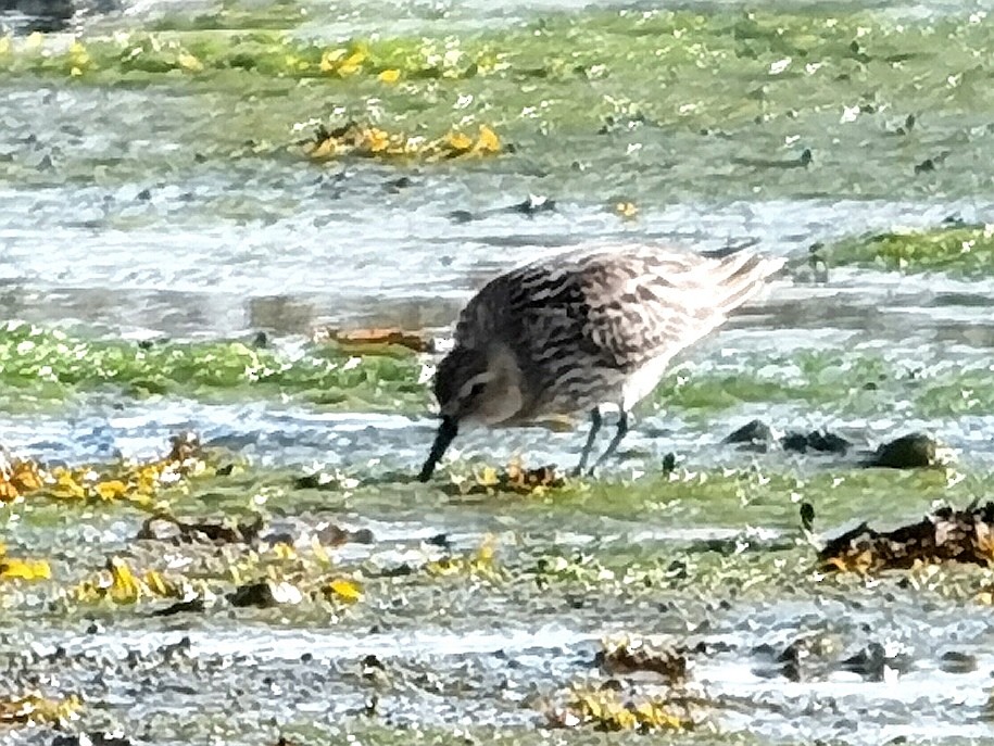 Dunlin - ML620448320