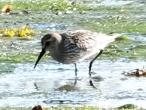 Dunlin - ML620448325