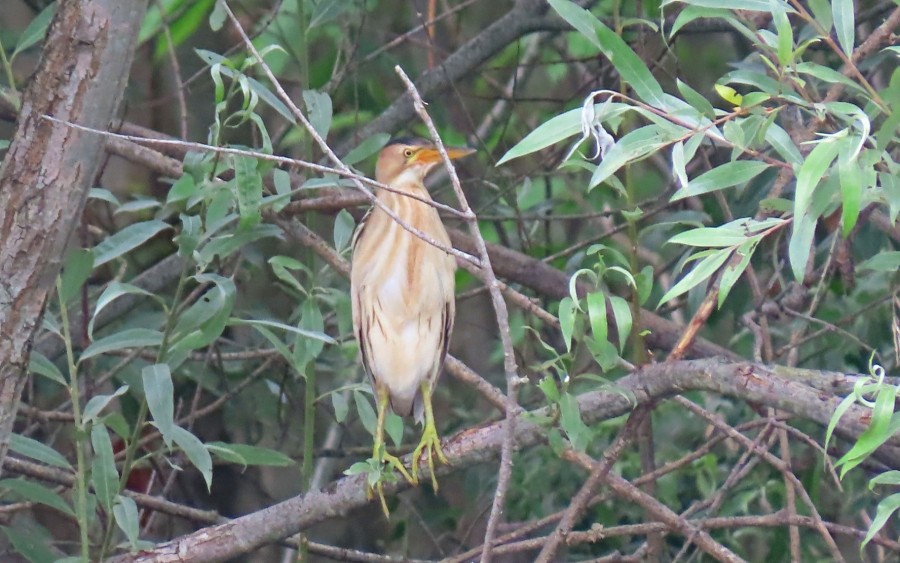 Little Bittern - ML620448328