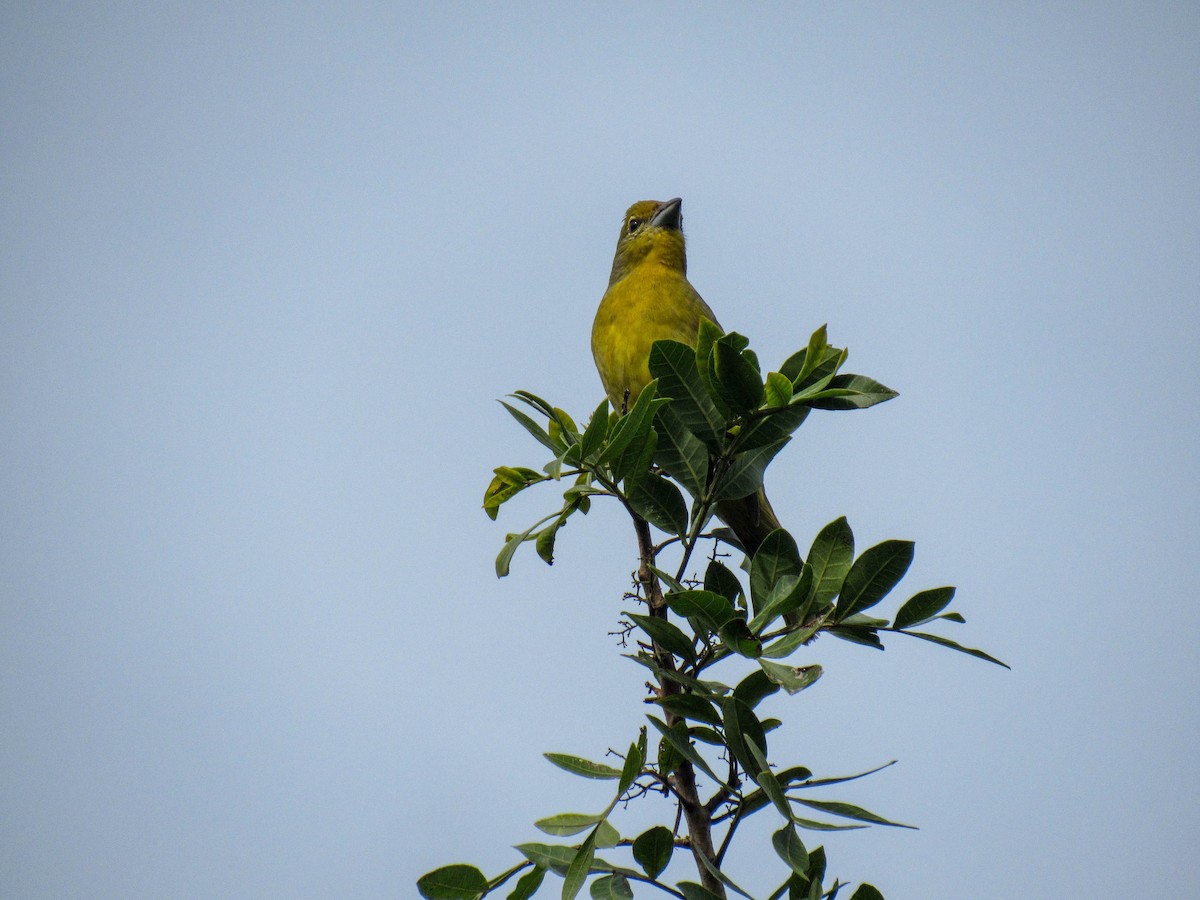 blodpiranga (flava gr.) (skarlagenpiranga) - ML620448329