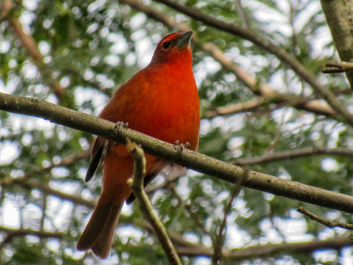 Hepatic Tanager (Lowland) - ML620448330