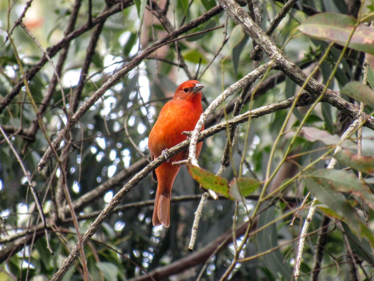 Hepatic Tanager (Lowland) - ML620448331
