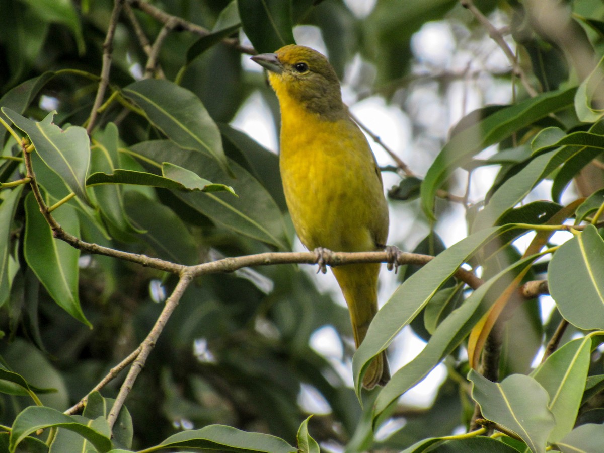 Hepatic Tanager (Lowland) - ML620448332