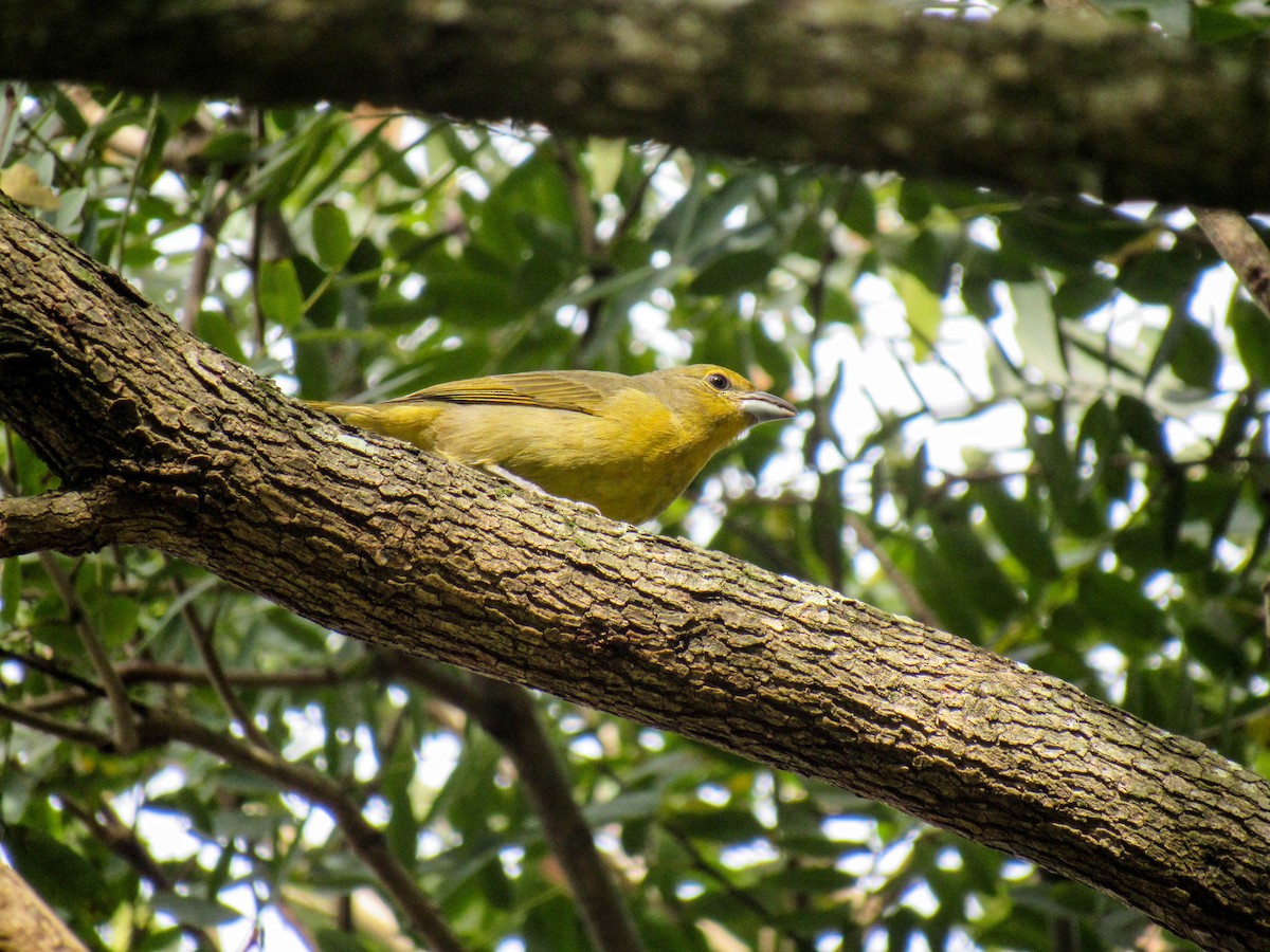 Hepatic Tanager (Lowland) - ML620448333