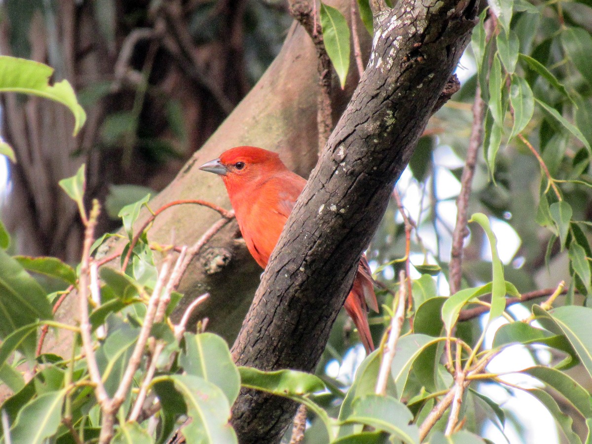 Hepatic Tanager (Lowland) - ML620448334