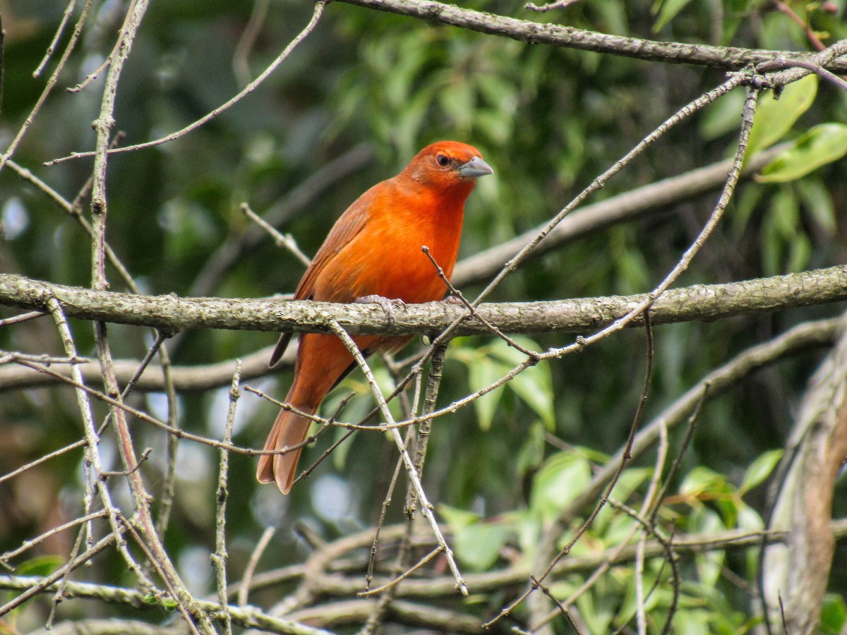 Hepatic Tanager (Lowland) - ML620448335