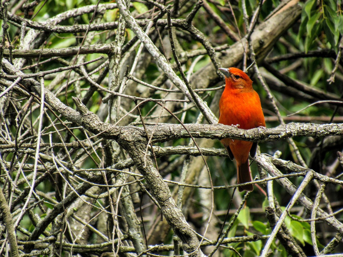 Hepatic Tanager (Lowland) - ML620448336