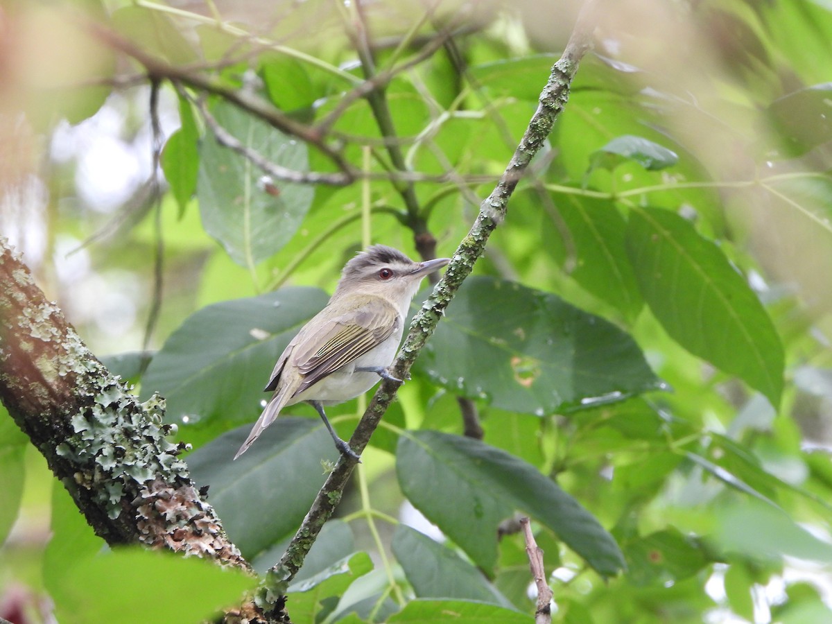 Red-eyed Vireo - Henry Griffin