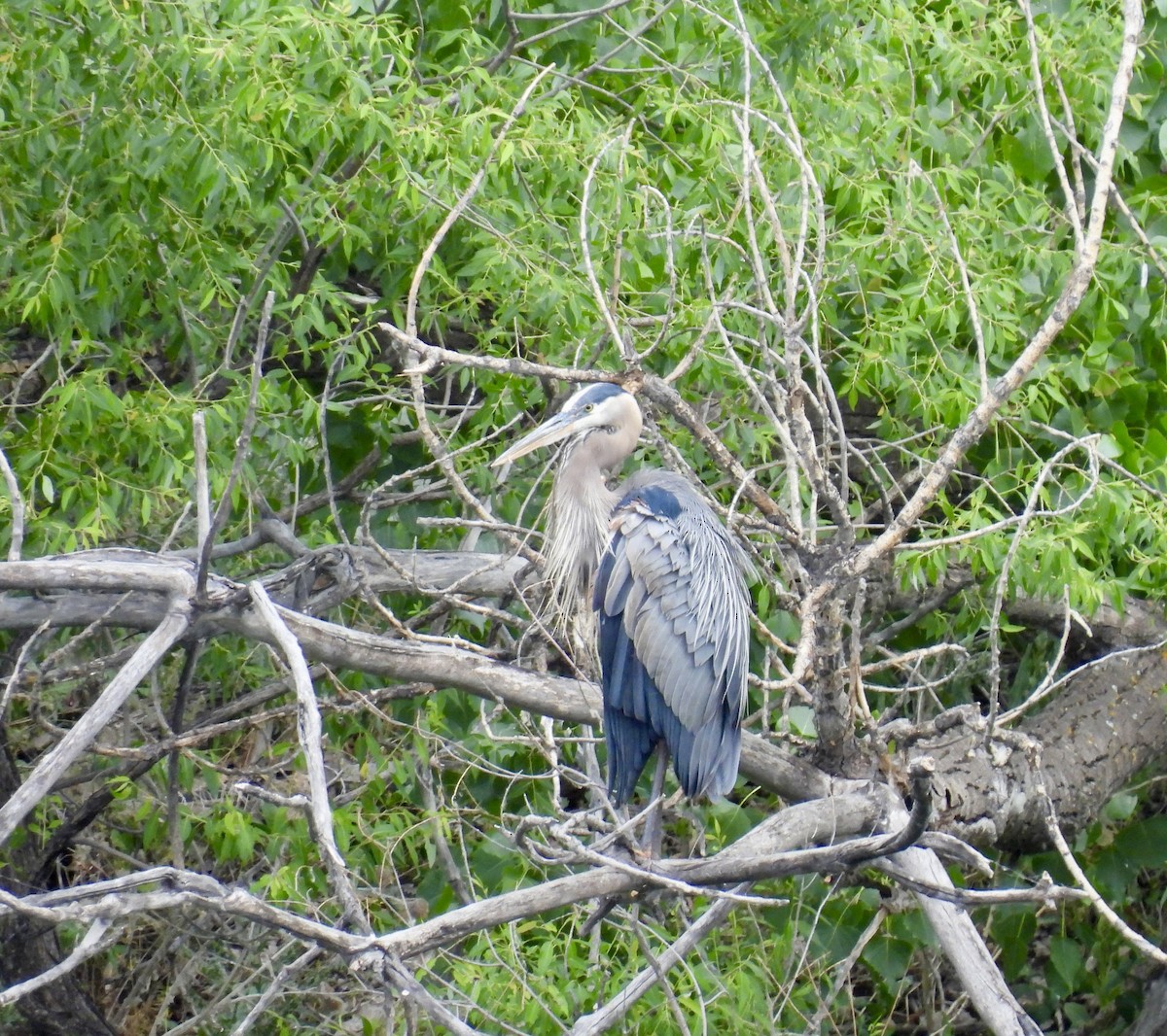 Great Blue Heron - ML620448343