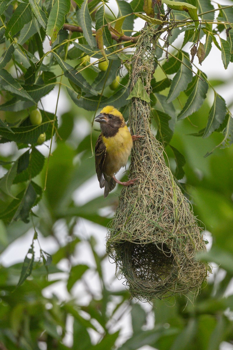 Baya Weaver - Aditya Rao