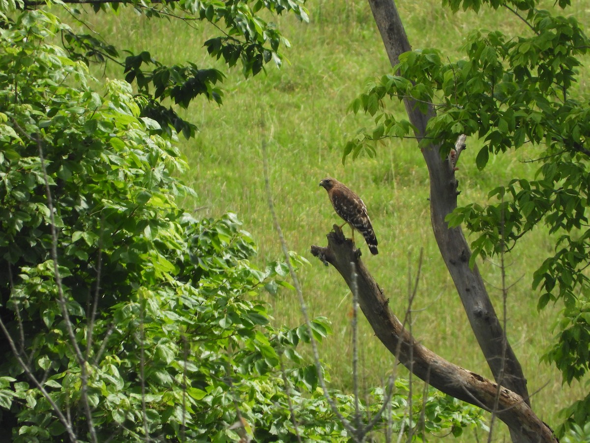 Red-shouldered Hawk - ML620448350