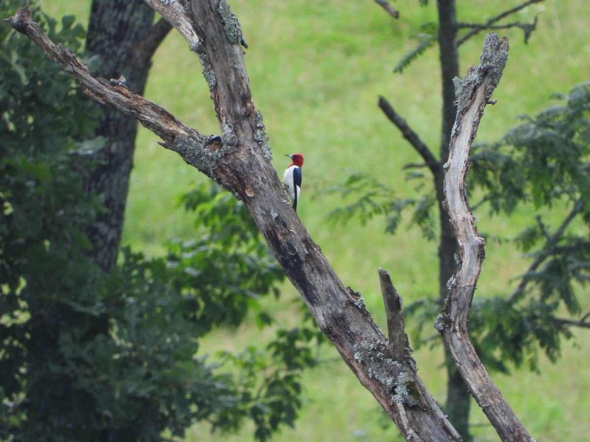Red-headed Woodpecker - ML620448353