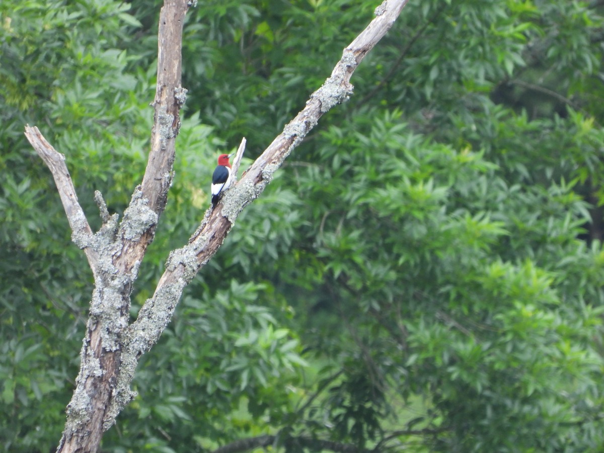 Red-headed Woodpecker - ML620448354