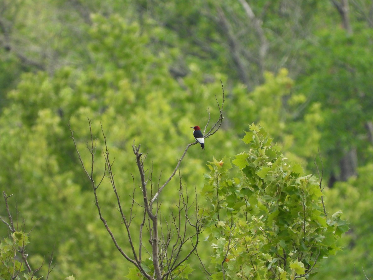 Red-headed Woodpecker - ML620448355