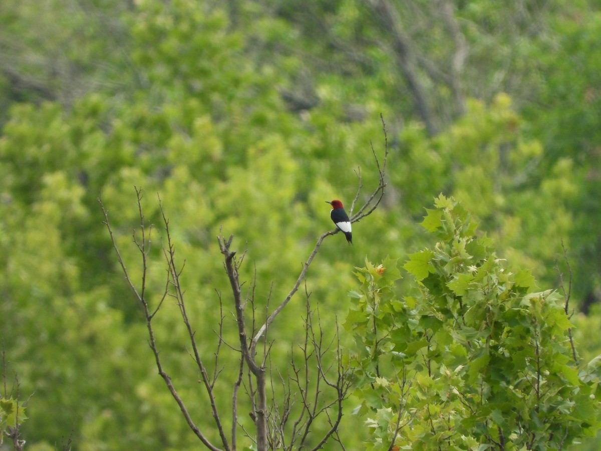 Red-headed Woodpecker - ML620448356