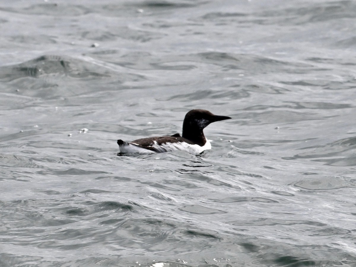 Guillemot marmette - ML620448358