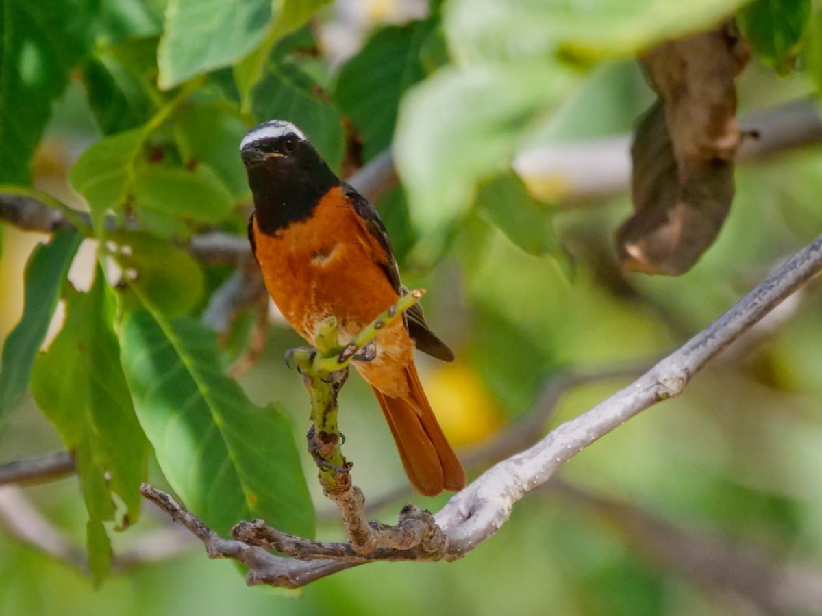 Common Redstart - ML620448360