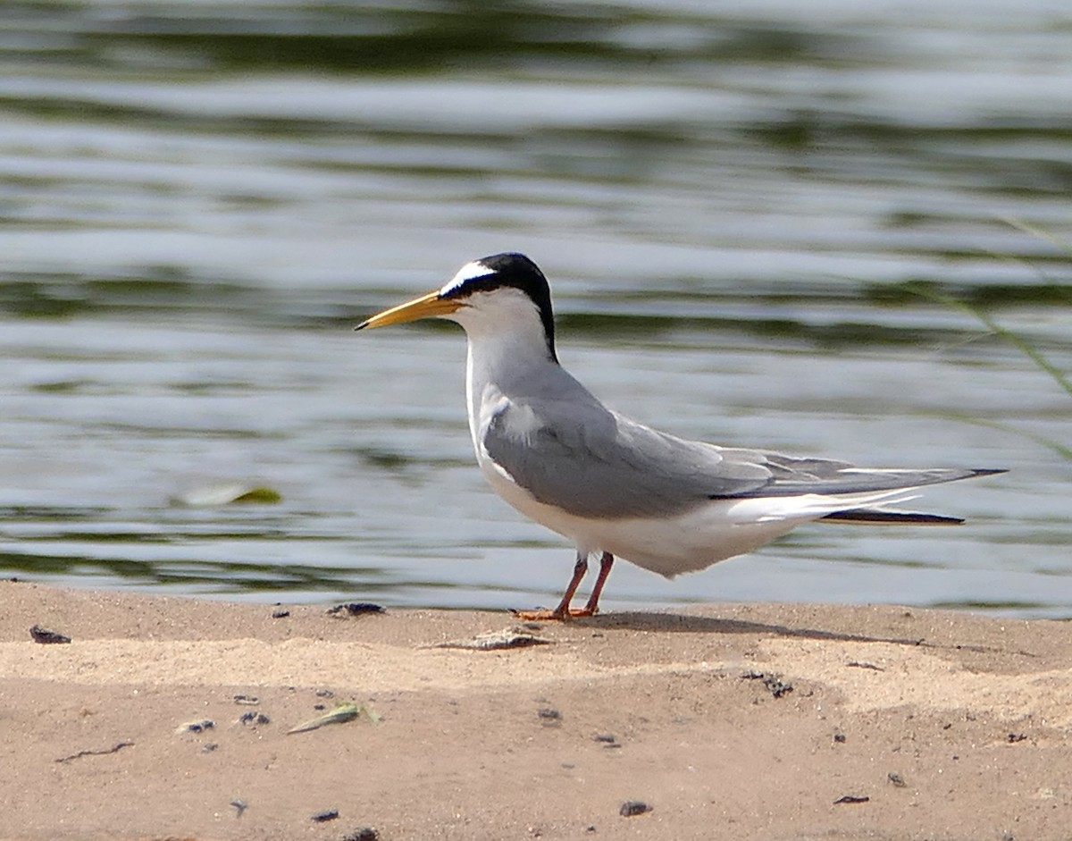 Little Tern - ML620448368