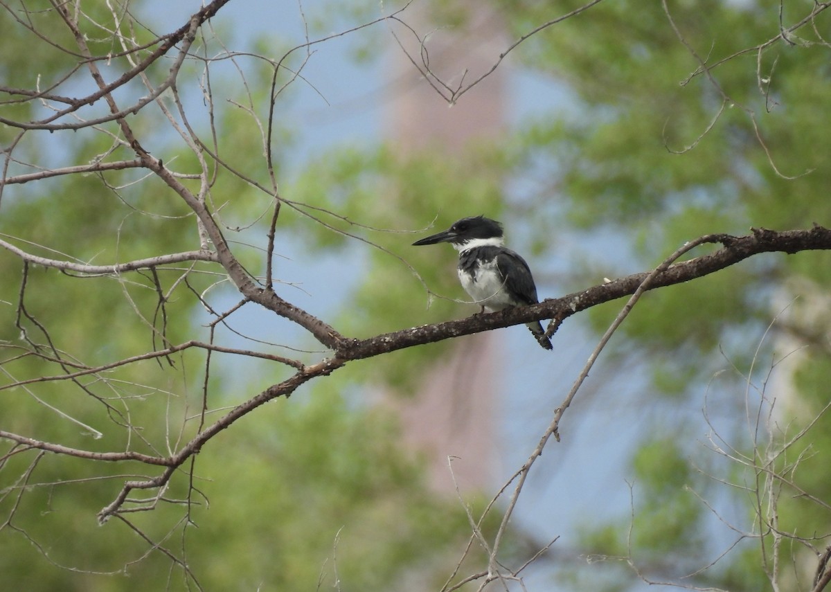 Belted Kingfisher - ML620448371