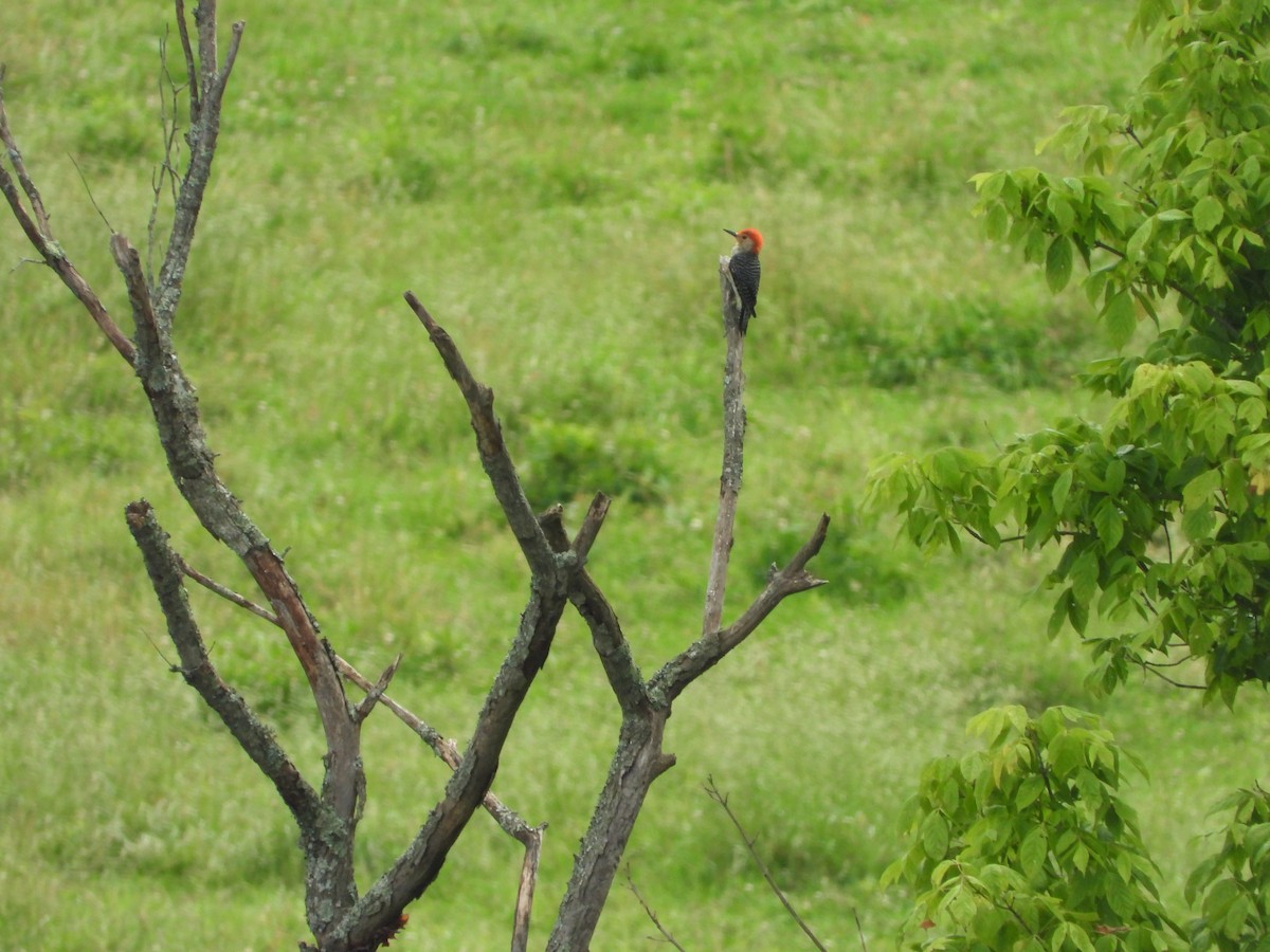 Red-bellied Woodpecker - ML620448377