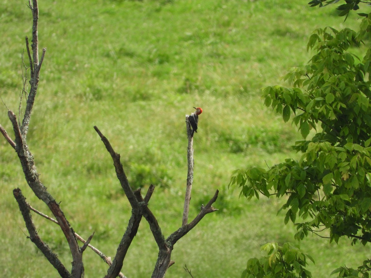 Red-bellied Woodpecker - ML620448378