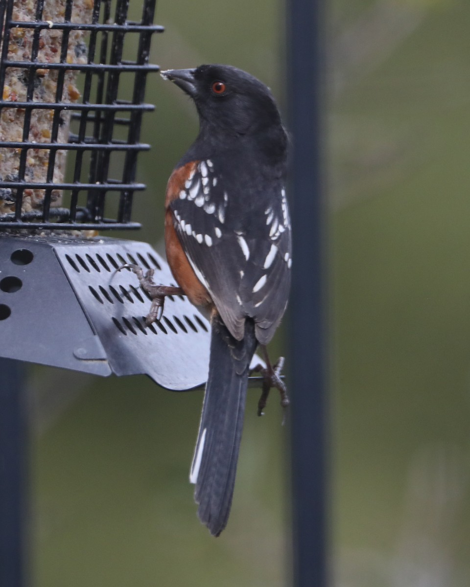 Spotted Towhee - ML620448384