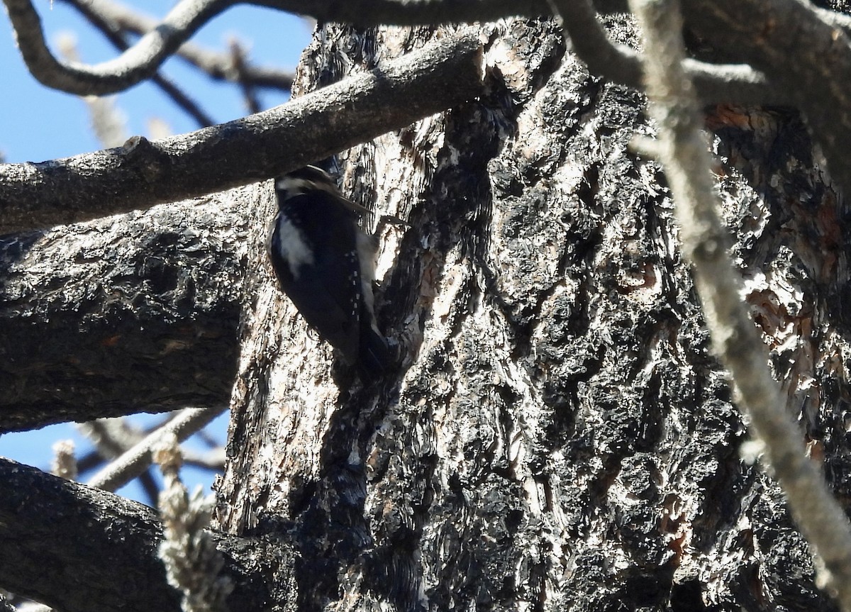 Hairy Woodpecker - ML620448385