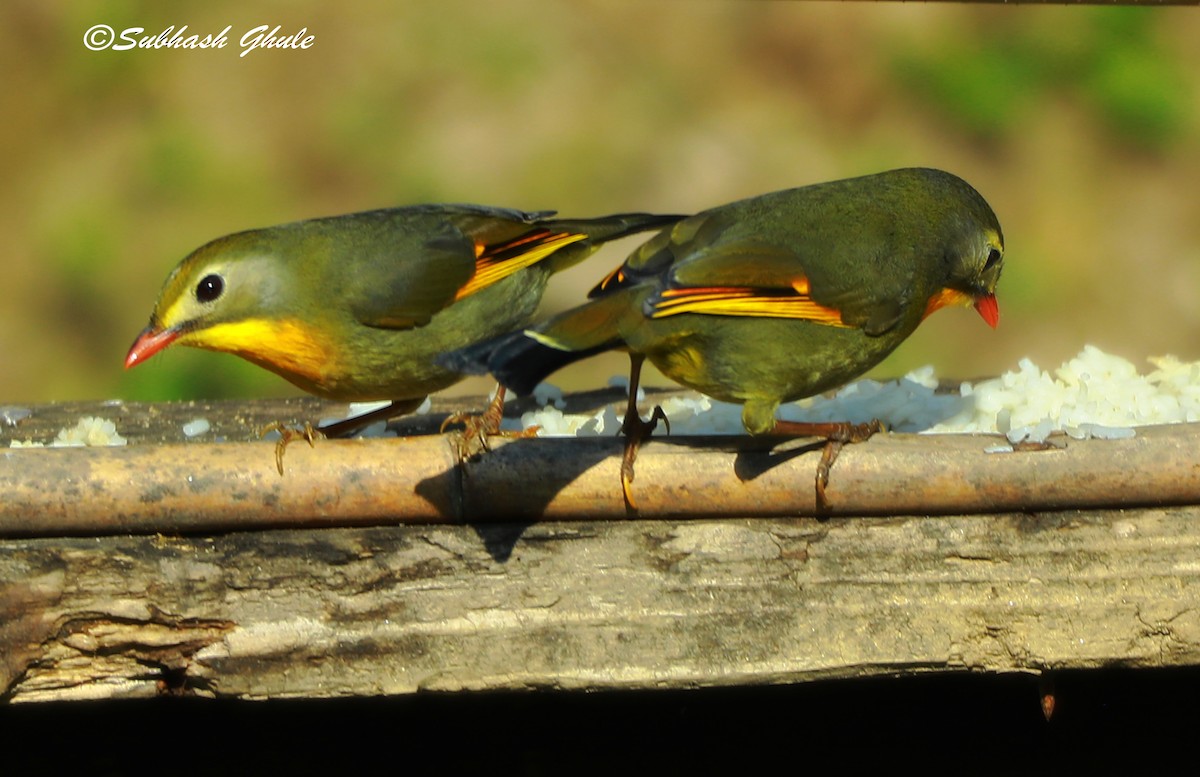 Red-billed Leiothrix - SUBHASH GHULE