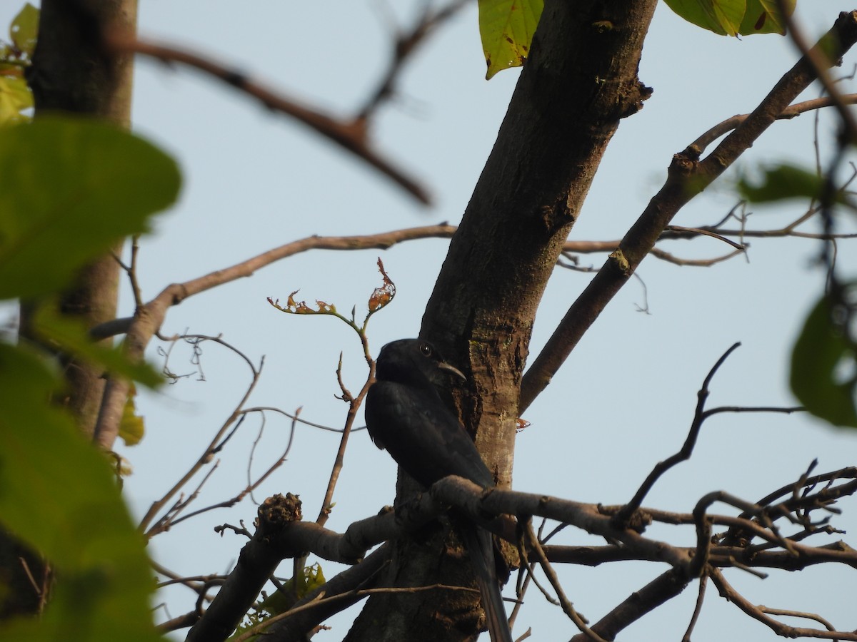 Fork-tailed Drongo-Cuckoo - ML620448401