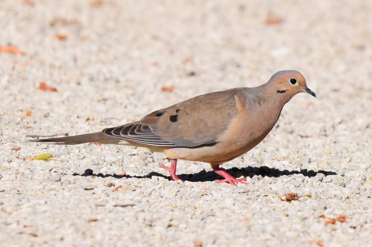 Mourning Dove - ML620448403